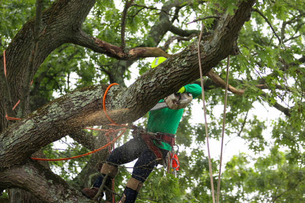 How Our Tree Care Process Works  in  Murphys, CA